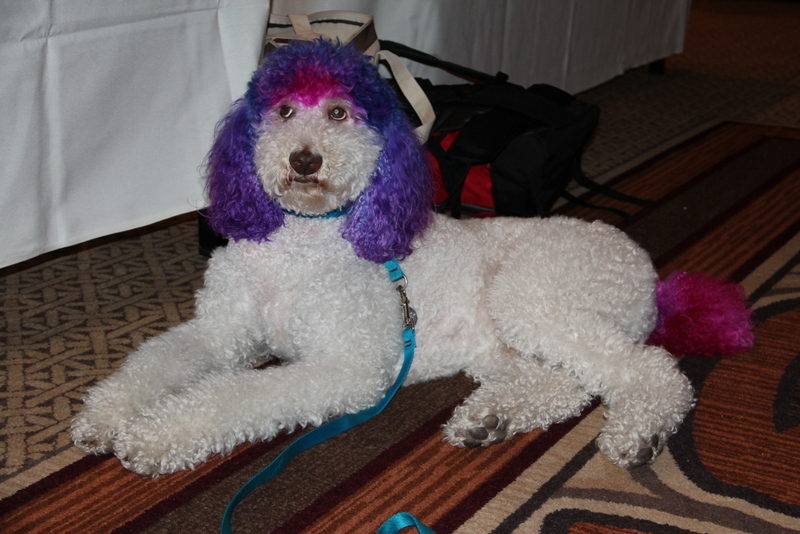 Dogs and cats in clothes and with hairstyles at Blogpaws