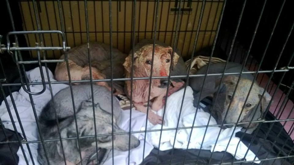 These unfortunate dogs were rescued by Tipp Off Animal Rescue
