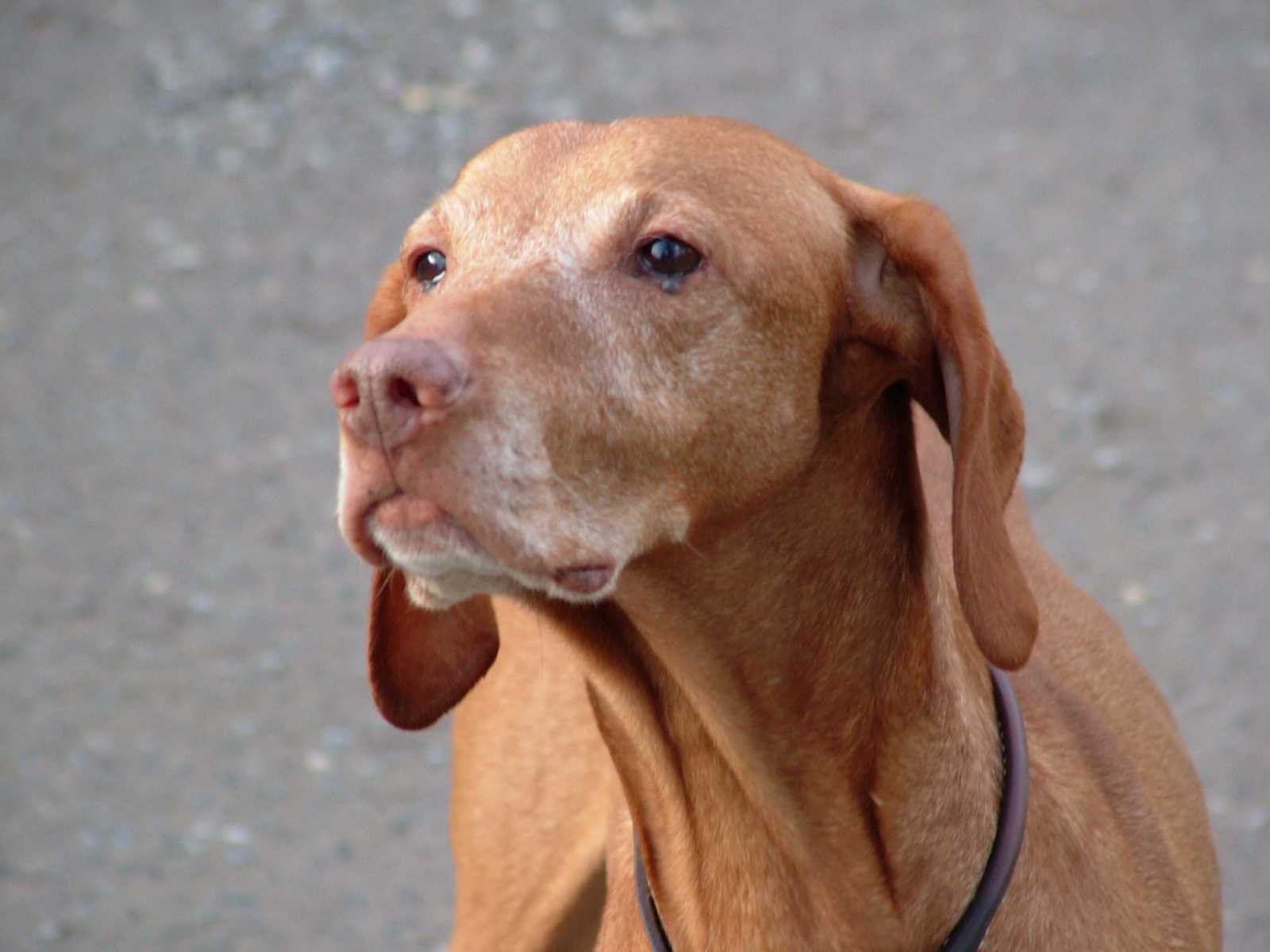 a-dog-with-a-sore-eye-pete-the-vet