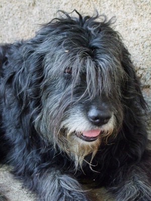 Image: A shaggy dog suffering from the heat | Pete the Vet