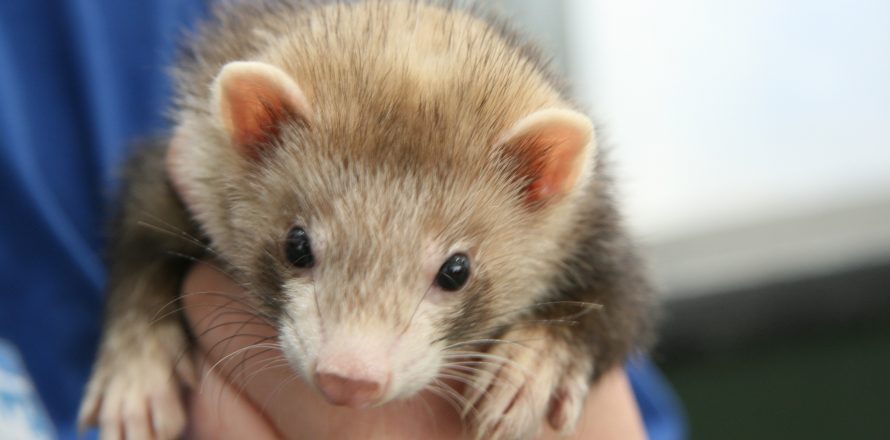 Pet Subject Rescue Lilo and Stitch are a pair of young ferrets - Pete the  Vet