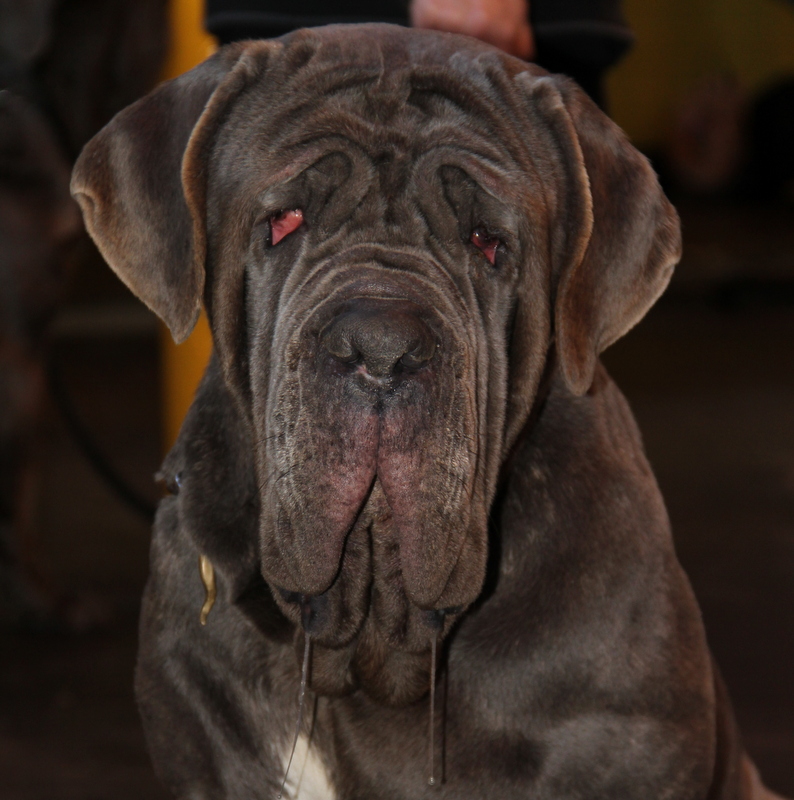 Bbc pedigree dogs store exposed