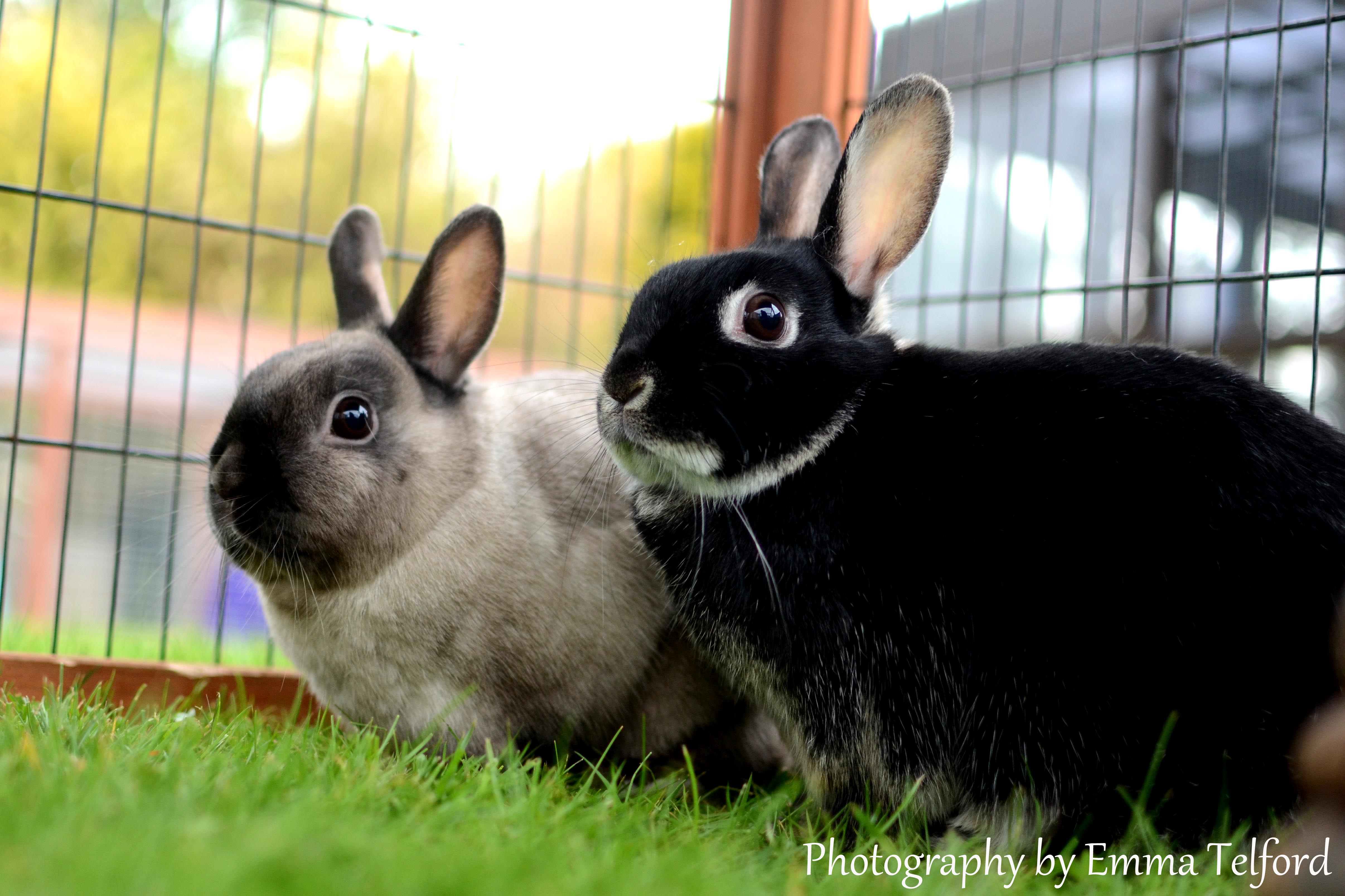 Darwin and Holly, two netherland dwarf rabbits
