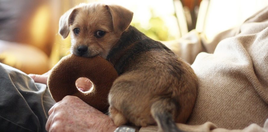 Giving a dog sales to dogs trust