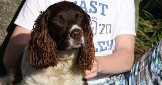 english springer spaniel is ill with morbus aujeszky