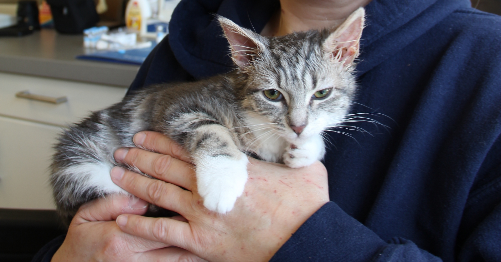 a 12 week old rescue tabby kitten Pete the Vet