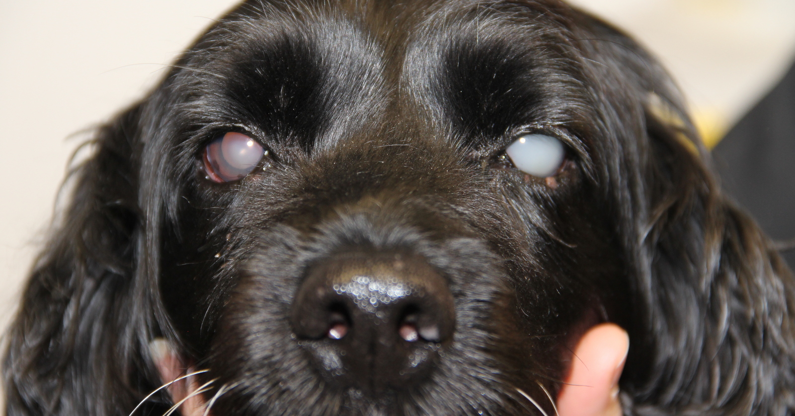 Suki Is A 13 Year Old Springer Spaniel Pete The Vet