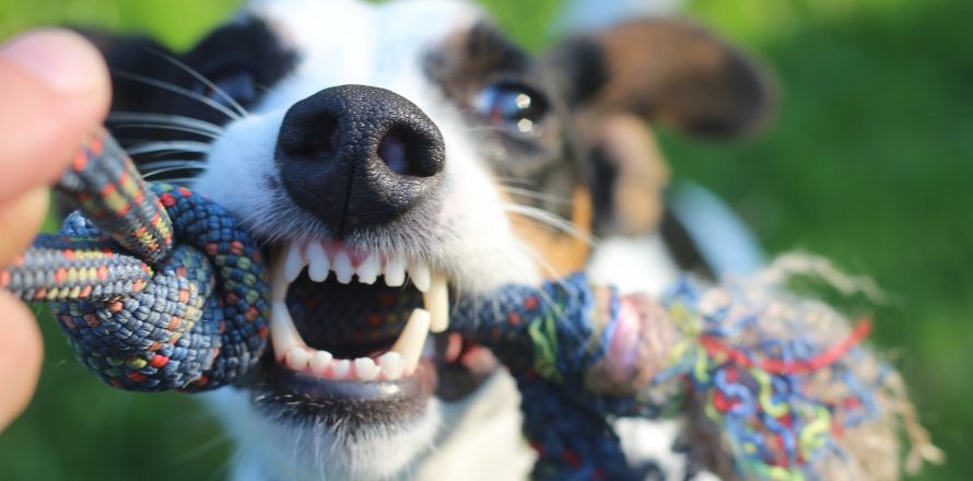 How can you tell if your pet has toothache? Pete the Vet on Newstalk's