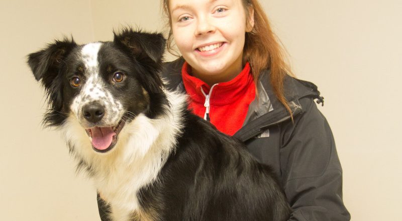 Border collie limping on best sale front leg